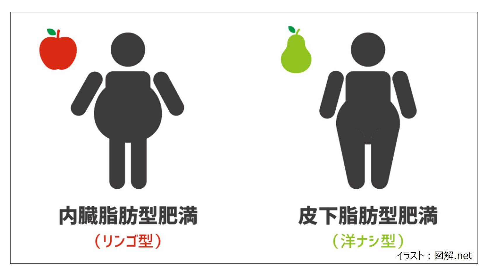 リンゴ型肥満洋ナシ型肥満